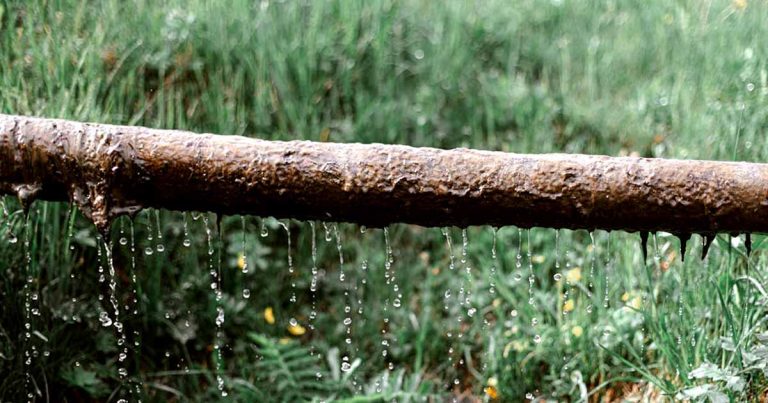 How to Control Tree Roots in Your Sewer Line